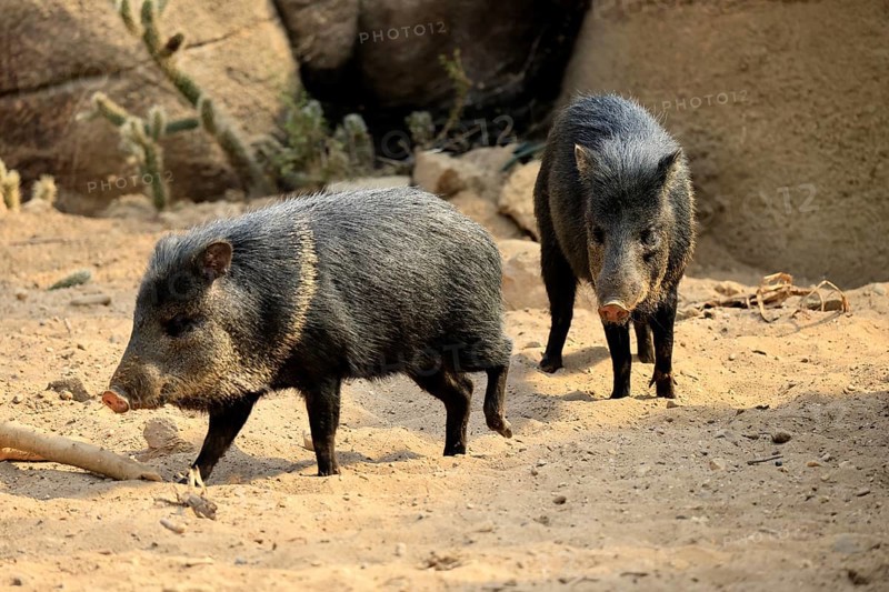 Collared peccary (Peccari angulatus), adult, running, pair, two, foraging, South America