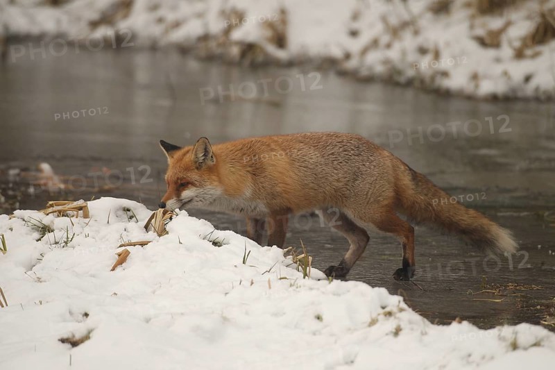 Lynx (Vulpes vulpes) on a frozen stream, Allgäu, Bavaria, Germany, Allgäu, Bavaria, Germany, Europe