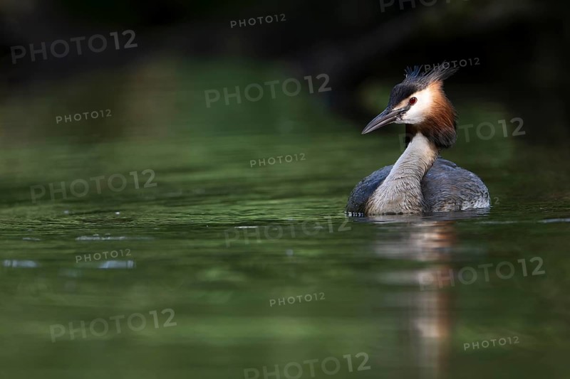Great Crested Grebe (Podiceps cristatus), Nettetal, Germany, Europe