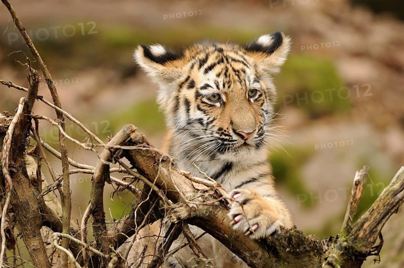 A curious tiger cub looks over a piece of wood in a natural environment, Siberian tiger (Panthera tigris altaica), captive, occurring in Russia, North Korea and China