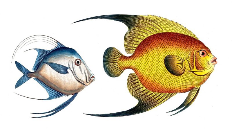 Fish, fishes, left: Genus of fish from the Zeidae family, Zeus Vomer, the Ploughshare, the Silver-Fish. right: genus Butterflyfish, Butterflyfish, Chaetodon aureus, the Plümier's Goldfish, Historic, digitally restored reproduction from a 19th century original, Record date not stated