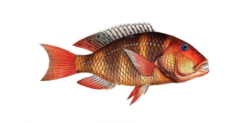 Fish, Fish, Sea bream family, Sparus Anchorago, The Anchor-Tooth, Historical, digitally restored reproduction from a 19th century original, Record date not stated