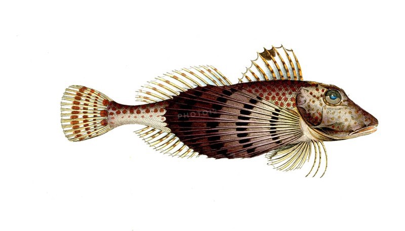 Fish, Fish, Fish species from the subfamily of the real gurnards, Trigla carolina, Historical, digitally restored reproduction from a 19th century original, Record date not stated