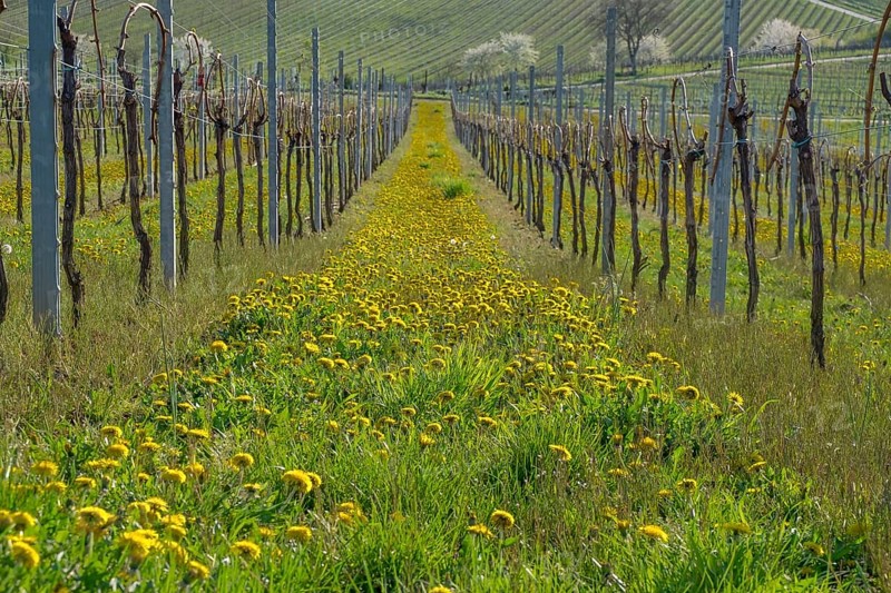 Vineyard in spring with flowering dandelions between the rows in green surroundings, Southern Palatinate, Palatinate, Rhineland-Palatinate, Germany, Europe