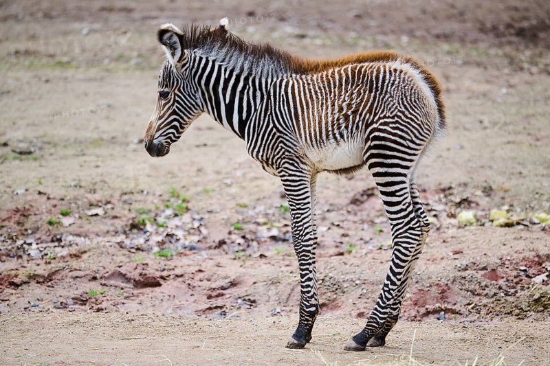 Grévy's zebra (Equus grevyi), youngster, Germany, Europe