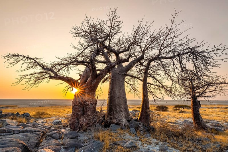 African baobab (Adansonia digitata), several trees at sunrise, sun star, Kubu Island (Lekubu), Sowa Pan, Makgadikgadi salt pans, Botswana, Africa