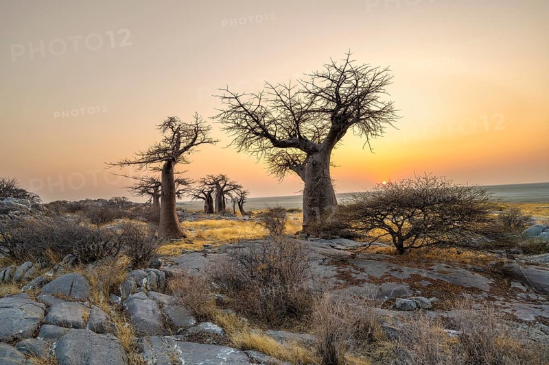 African baobab or baobab tree (Adansonia digitata), several trees at sunrise, Kubu Island (Lekubu), Sowa Pan, Makgadikgadi salt pans, Botswana, Africa