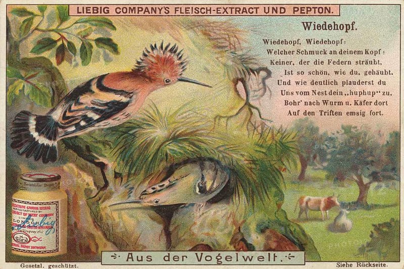 Picture series From the world of birds, hoopoe, Liebig picture, digitally restored reproduction of a collector's picture from around 1900, public domain, exact date unknown, A hoopoe sits on a tree and inspects its surroundings. Very detailed and lively