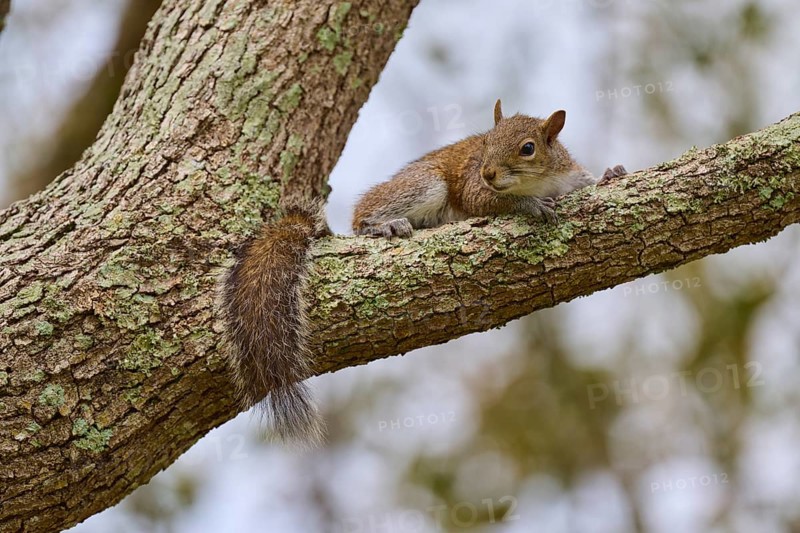 American grey squirrel (Sciurus carolinensis), lying relaxed on a tree branch, Pembroke Pines, Florida, USA, North America