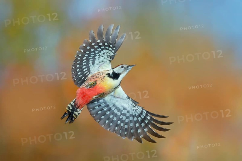 Middle spotted woodpecker (Dendrocopos medius), in flight, wildlife, woodpeckers, nature photography, autumn, high speed nature photography, Neunkirchen, Siegerland, North Rhine-Westphalia, Germany, Europe