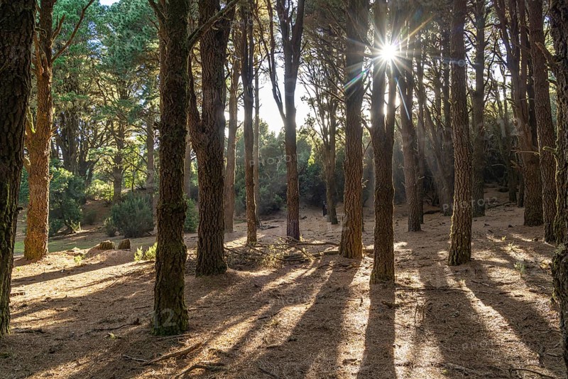 Pine forest near La Llanía on El Hierro, Canary Islands, Spain, Europe