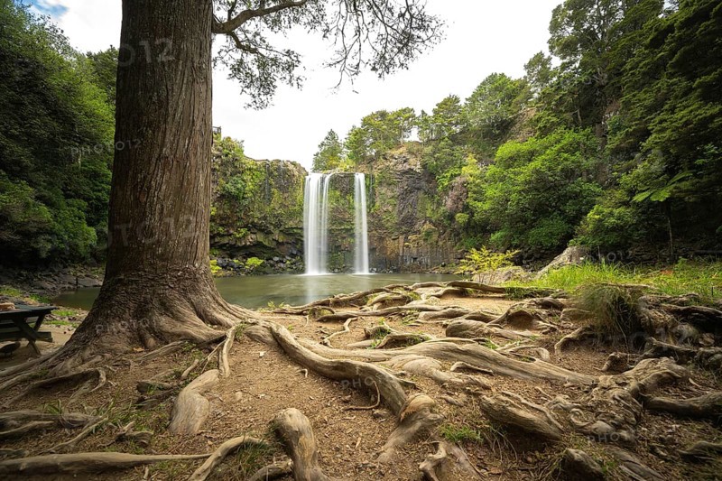 Waterfall of Whangarei Falls flowing into a calm river, surrounded by lush greenery and rocks and a tree with roots in the foreground, Whangarei, New Zealand, Oceania