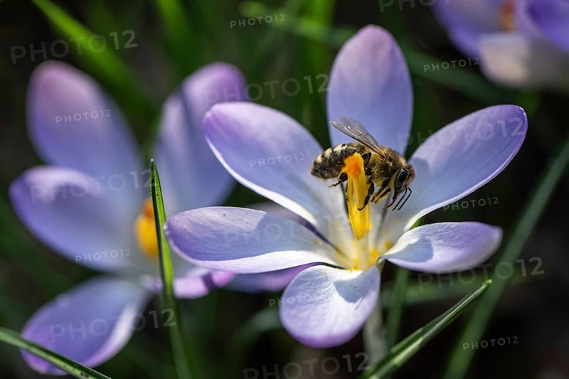 Elfin crocus (Crocus tommasinianus) with honey bee (Apis mellifera), Emsland, Lower Saxony, Germany, Europe