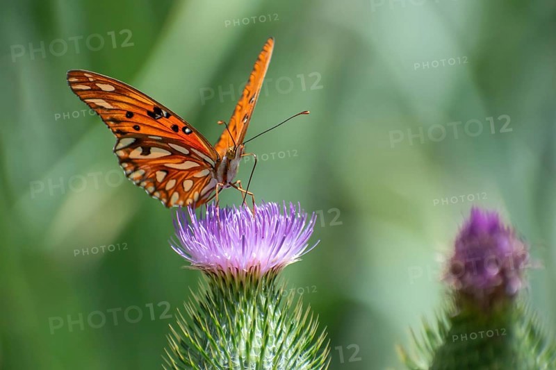Butterfly of the species Gulf fritillary (or Dione vanillae) on a thistle, Buenos Aires, Argentina, South America