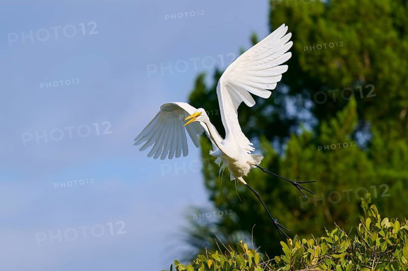 Great Egret (Egretta alba), flying over green trees against the blue sky, Black Point Wildlife Drive, Titusville, Florida, USA, North America