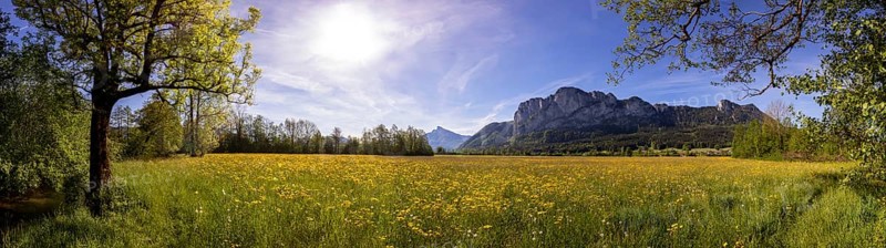 Spring flower meadow with Drachenwand, Mondseeland, Salzkammergut, Upper Austria, Austria, Europe