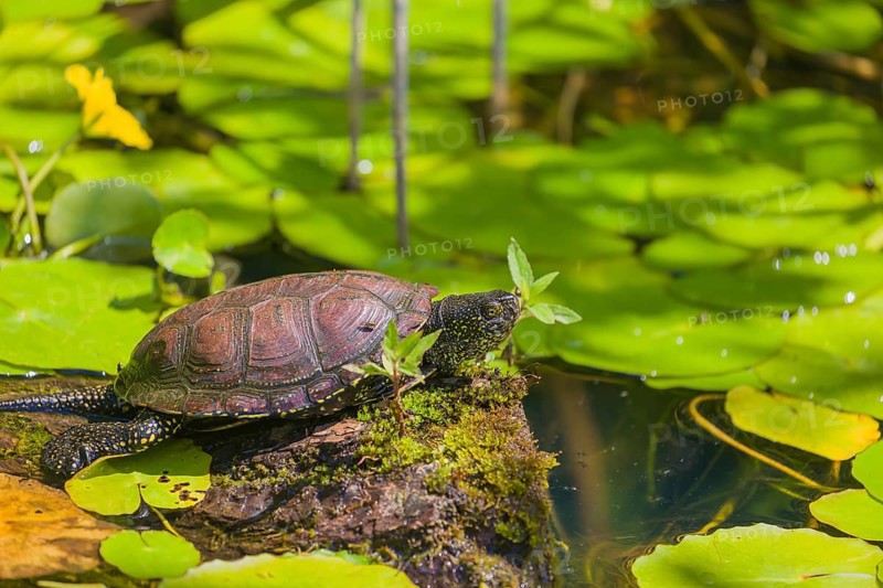 A European pond turtle (Emys orbicularis), makes its way through the leaves of Water Lilly covererd pond
