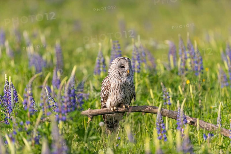 One Ural owl (Strix uralensis) sitting on a branch lying in a field of flowering lupines in late evening light