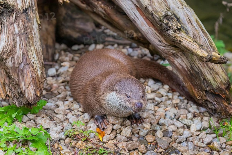 One Eurasian otter (Lutra lutra) resting on the pebbles of a river bank between a log and some green vegetation, eating a fish