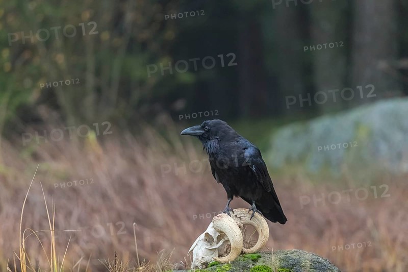 One common raven (Corvus corax) standing on a rock, searching for food on a ram skull. On a dry lakeshore on an autumnal misty cold morning