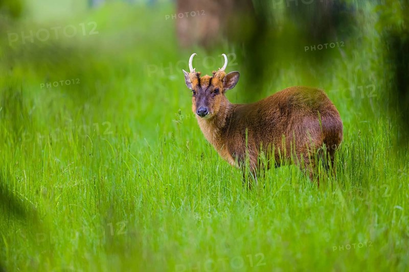 One male Reeves's muntjac (Muntiacus reevesi) stands on a green meadow