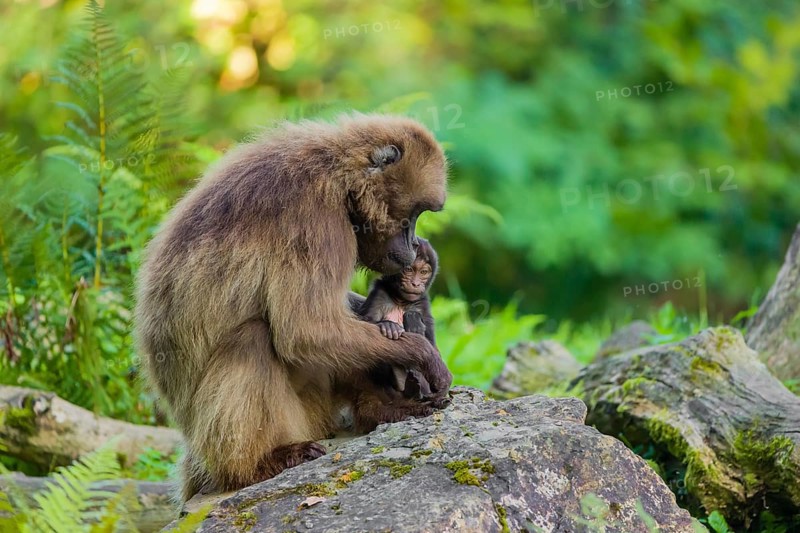 One female Gelada (Theropithecus gelada), or bleeding-heart monkey sits on a rock grooming her baby. A green forest is in the background