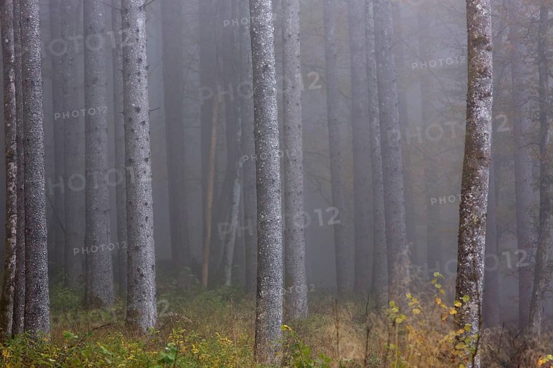 Birch trees in early morning mist. Autumn mood at lake Almsee, Grünau, Austria, Totes Gebirge, Europe