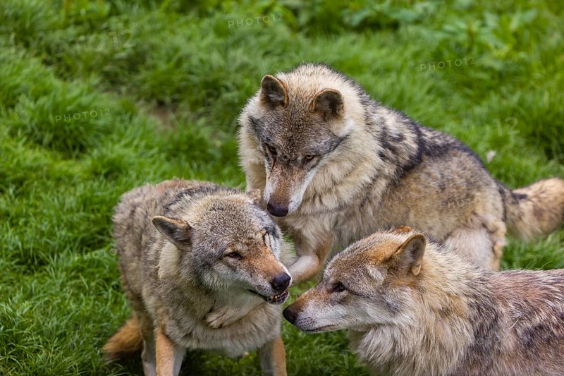 Three adult male eurasian gray wolves (Canis lupus lupus), social behaviour, dominance