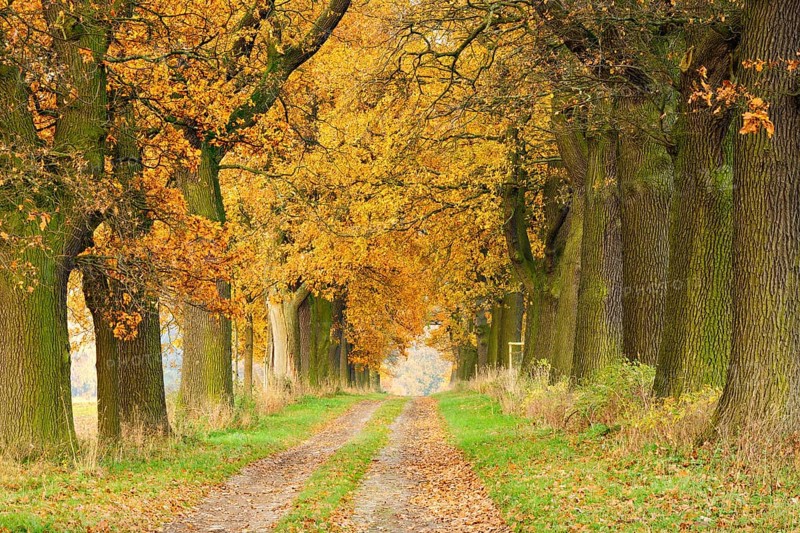 Field path through oak avenue in Reinhardswald in autumn, Hesse, Germany, Europe
