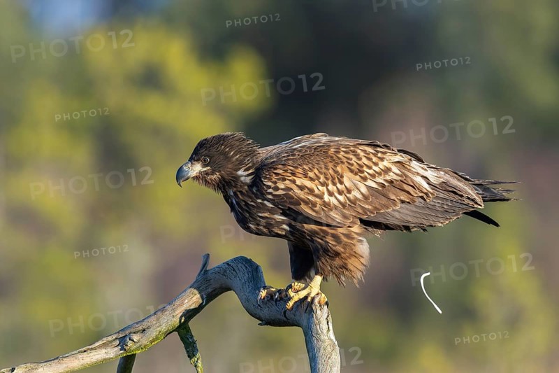 Pooping white-tailed eagle, Eurasian sea eagle, erne (Haliaeetus albicilla) juvenile perched in tree in moorland, heathland in late autumn, winter