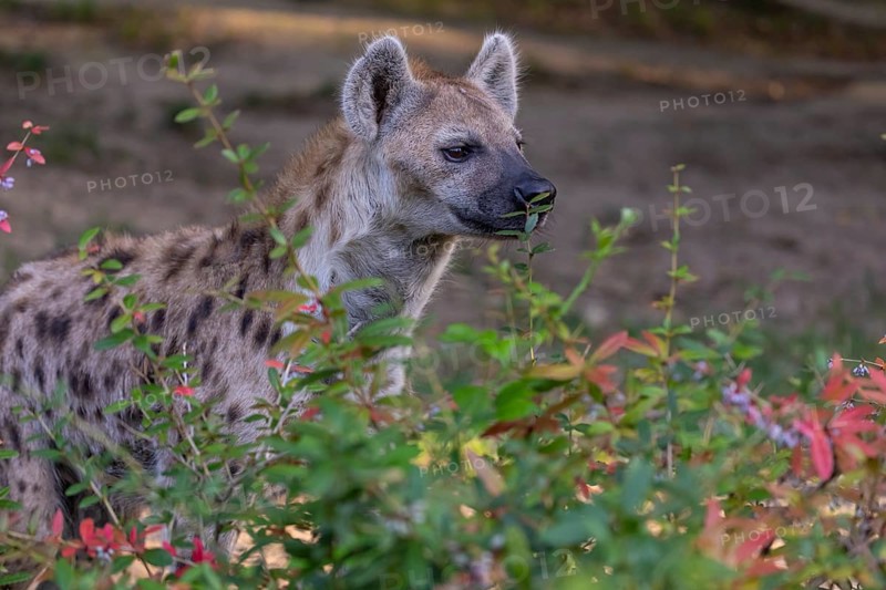 One young adult male spotted hyena (Crocuta crocuta), or laughing hyena standing behind some bushes with green vegetation in the background