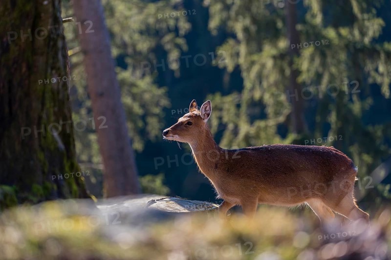One female Manchurian sika deer or Dybowski's sika deer (Cervus nippon mantchuricus or Cervus nippon dybowskii) stands at a forest edge on hilly ground. Backlight