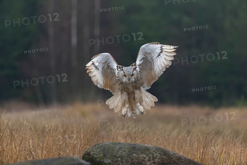 One Siberian Eagle Owl (Bubo bubo sibiricus) landing on a rock between tall reed grass lakeshore on an autumnal misty cold morning