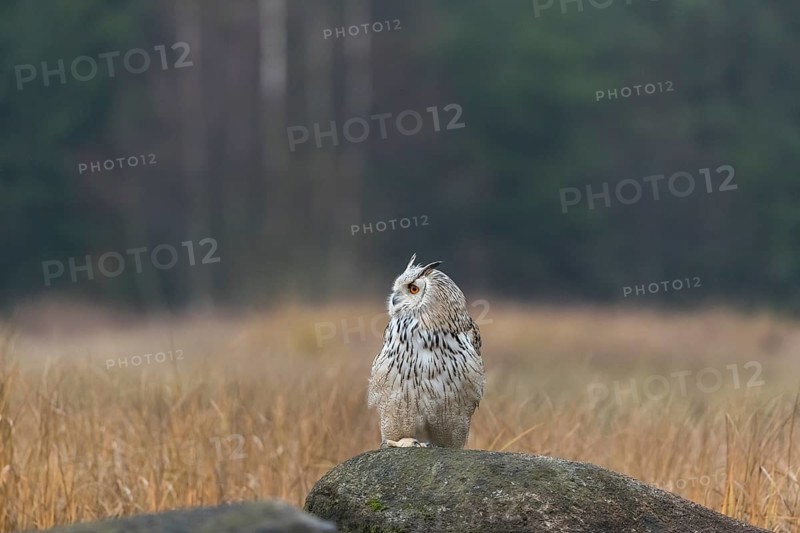 One Siberian Eagle Owl (Bubo bubo sibiricus) sitting on a rock between tall reed grass lakeshore on an autumnal misty cold morning