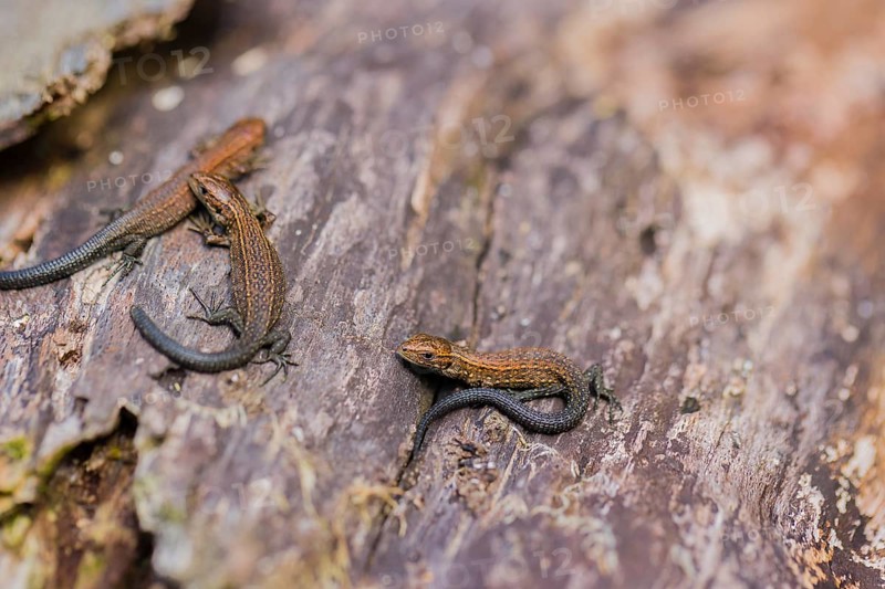 Baby viviparous lizards, or common lizard, (Zootoca vivipara, formerly Lacerta vivipara) sit on rotting wood, heating up