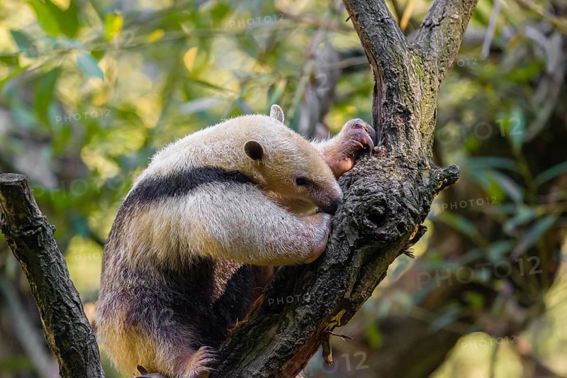 One southern tamandua (Tamandua tetradactyla), climbs up a tree in a forest