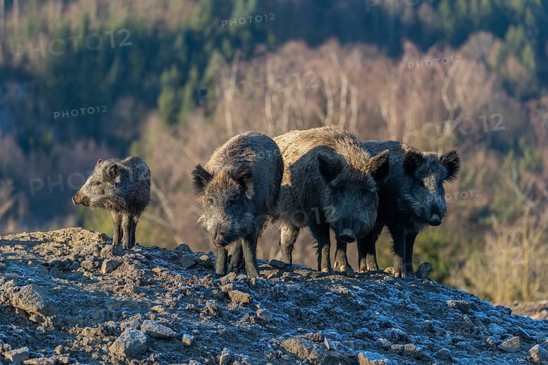 Four wild boar or wild pig (Sus scrofa) standing on a small hill on an opening. First sweet morning light, a forest in the background