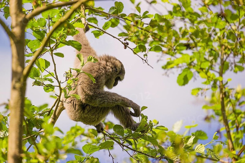 A White-handed gibbon, Hylobates lar, climbs in a tree