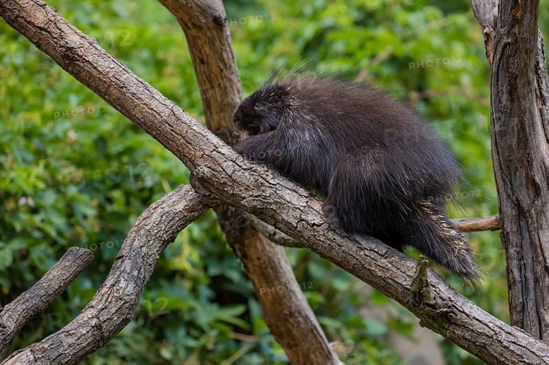 One North American porcupine (Erethizon dorsatum), or Canadian porcupine resting on a branch. A forest in the background