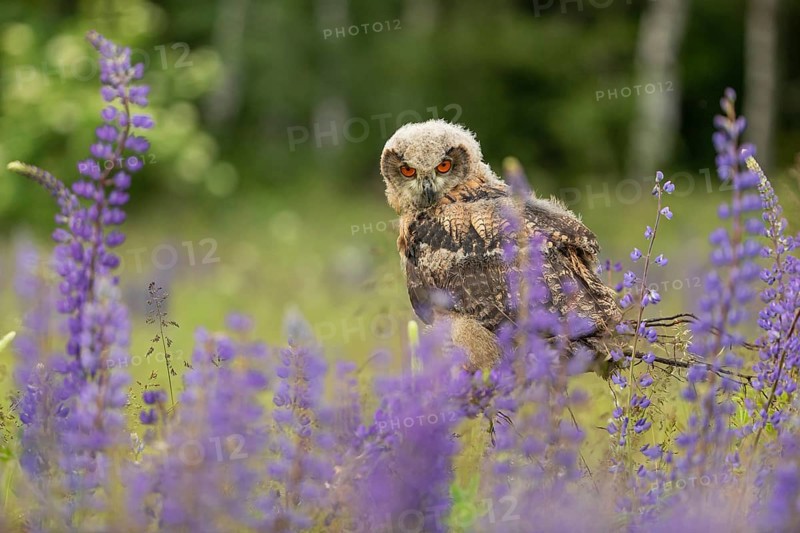 One young Eurasian Eagle Owl, Bubo bubo, sitting on a twig between lupines growing on a meadow
