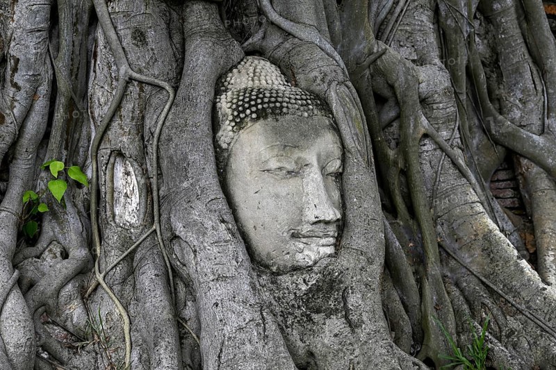 Sandstone Buddha head at the foot of a Bodhi tree in Wat Mahathat, Temple of the Great and Holy Relic, Ayutthaya, Ayutthaya Province, Thailand, Asia