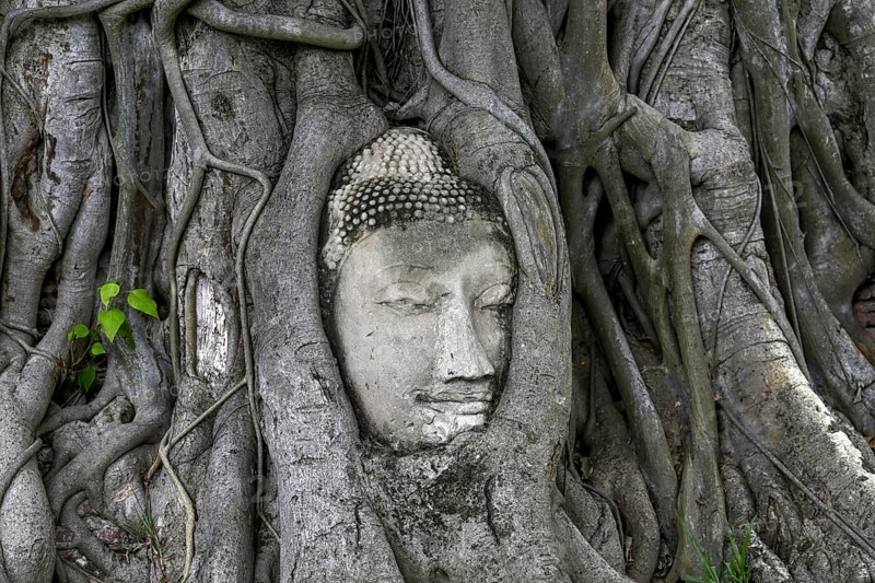Sandstone Buddha head at the foot of a Bodhi tree in Wat Mahathat, Temple of the Great and Holy Relic, Ayutthaya, Ayutthaya Province, Thailand, Asia