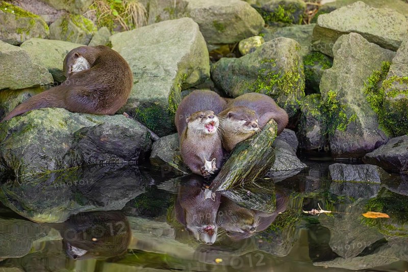 Three oriental small-clawed otter or Asian small-clawed otter (Aonyx cinerea) are standing on a rocky shore, one of them is eating a fish The otters are reflected in the smooth water