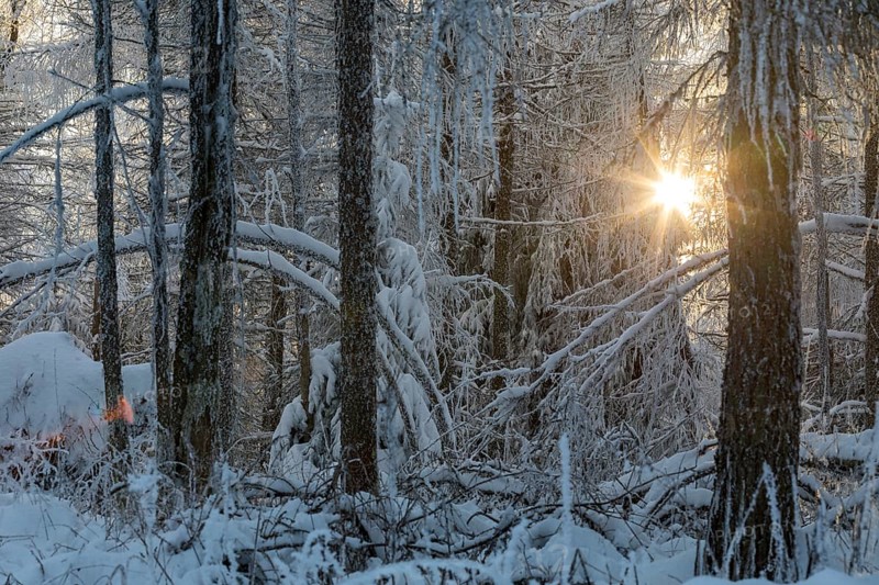 The last evening sun falls through the winter forest enchanted with hoarfrost and snow on the Auersberg, Eibenstock, Erzgebirge, Saxony, Germany, Europe