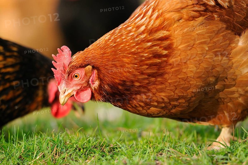 Brown hen bending down in a meadow, naturally lit, domestic fowl (Gallus gallus domesticus), Franconia