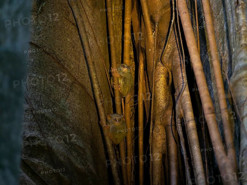 Tarsier (Tarsiidae) small animal with large eyes on a tree in the jungle, Tangoko National Park, Sulawesi, Indonesia, Asia
