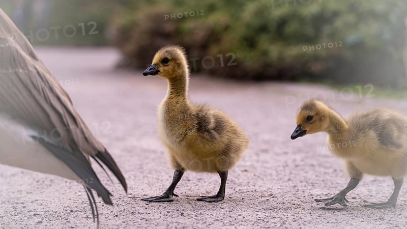 Canada goose chicks (Branta canadensis) two running over a gravel path, following the adult parent in the background at the edge of the path green blurred, Rombergpark, Dortmund, North Rhine-Westphalia, Germany, Europe