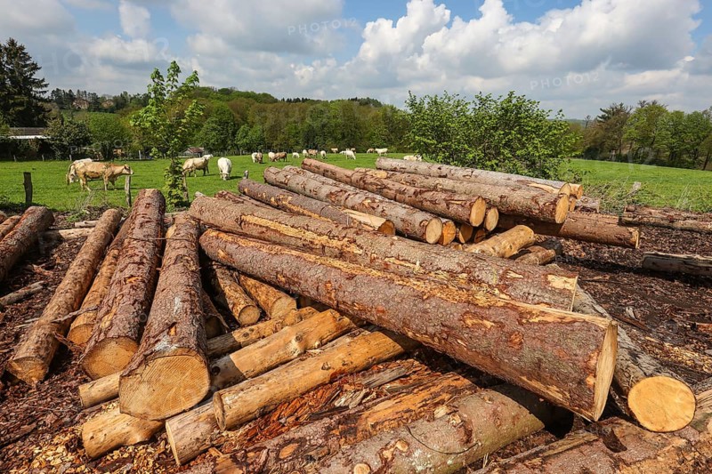 Solingen, North Rhine-Westphalia, Germany - Fresh wood in the timber store of a sawmill, the spruce logs are later processed into construction timber, construction timber is scarce and expensive, carpentry and joinery companies are struggling with rapidly rising raw timber prices in times of the corona crisis, large quantities of logs are exported to China and the USA