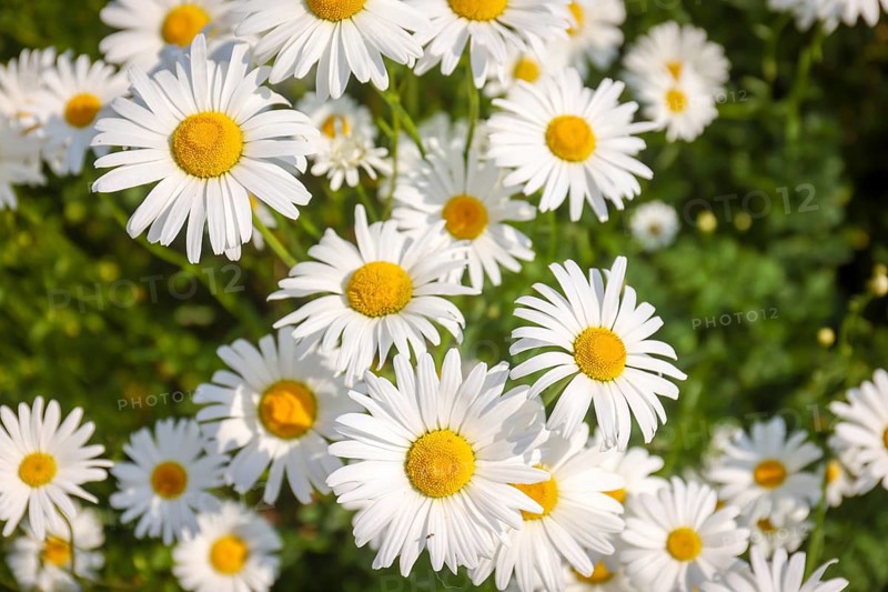 Recklinghausen, North Rhine-Westphalia, Germany - Daisies blooming in a summer meadow