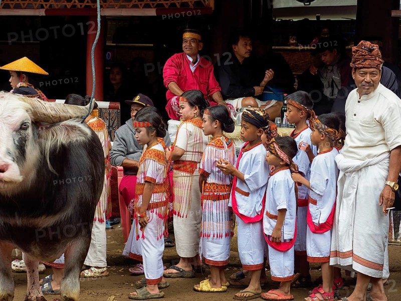 Children in traditional festive dress, funeral ceremony, Tana Toraja, Sulawesi, Indonesia, Asia
